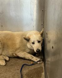 Shelter Stray Male Dog last seen Near BLOCK E CARTER ST, 333 Chandler Pl, San Bernardino, CA 92408, USA