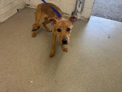 Shelter Stray Female Dog last seen GOLDEN X DATE, 333 Chandler Pl, San Bernardino, CA 92408, USA