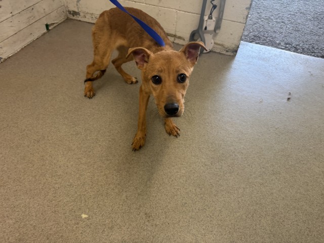 Shelter Stray Female Dog last seen GOLDEN X DATE, 333 Chandler Pl, San Bernardino, CA 92408, USA