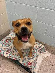 Shelter Stray Male Dog last seen Near BLOCK CORONADO PKWY, 12155 Park Blvd, Brighton, CO 80601, USA