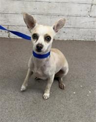 Shelter Stray Male Dog last seen UNIVERSITY PKWY X INTERCHANGE, 333 Chandler Pl, San Bernardino, CA 92408, USA