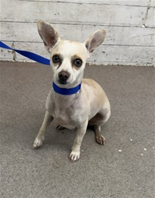 Shelter Stray Male Dog last seen UNIVERSITY PKWY X INTERCHANGE, 333 Chandler Pl, San Bernardino, CA 92408, USA
