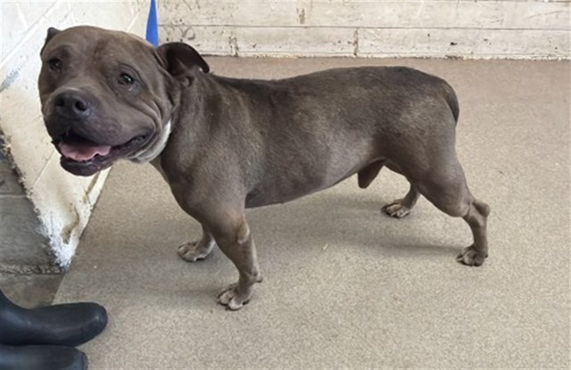 Shelter Stray Male Dog last seen Near BLOCK E EASTON ST, 333 Chandler Pl, San Bernardino, CA 92408, USA