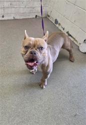 Shelter Stray Female Dog last seen 8TH AND ARROWHEAD, 333 Chandler Pl, San Bernardino, CA 92408, USA