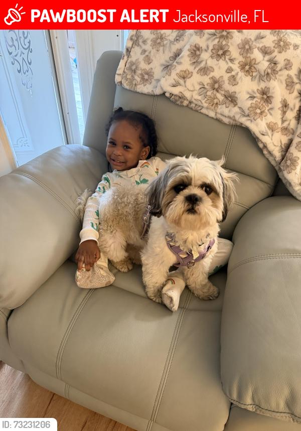 Lost Male Dog last seen Vernon rd, Jacksonville, FL 32209
