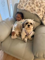Lost Male Dog last seen Vernon rd, Jacksonville, FL 32209