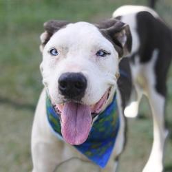 Shelter Stray Male Dog last seen Near BLOCK W DREXEL AVE, 4710 TX-151, San Antonio, TX 78227, USA