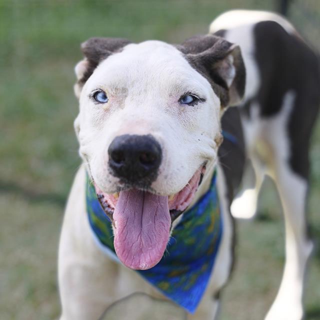 Shelter Stray Male Dog last seen Near BLOCK W DREXEL AVE, 4710 TX-151, San Antonio, TX 78227, USA