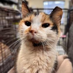 Shelter Stray Female Cat last seen Near BLOCK TUXEDO, 4710 TX-151, San Antonio, TX 78227, USA