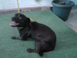 Shelter Stray Female Dog last seen , 4275 Elton St, Baldwin Park, CA 91706, USA