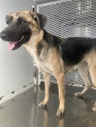 Shelter Stray Female Dog last seen Near BLOCK LERDO HWY, BUTTONWILLOW CA 93206, 3951 Fruitvale Ave, Bakersfield, CA 93308, USA