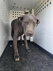 Shelter Stray Male Dog last seen Near BLK E TRUXTUN AVE,BAKERSFIELD,CA, 201 S Mt Vernon Ave, Bakersfield, CA 93307, USA