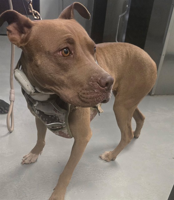 Shelter Stray Female Dog last seen PALDINO ST BAKERSFIELD, 201 S Mt Vernon Ave, Bakersfield, CA 93307, USA
