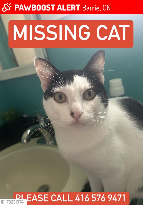 Lost Male Cat last seen North st, Barrie, ON L4M 2R9
