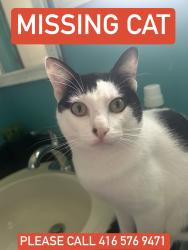 Lost Male Cat last seen North st, Barrie, ON L4M 2R9
