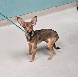 Shelter Stray Female Dog last seen Near BLOCK E HUFFAKER LN, RENO NV 89511, 2825 Longley Ln Suite A, Reno, NV 89502, USA