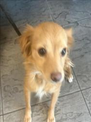 Shelter Stray Female Dog last seen , 11361 W Pico Blvd, Los Angeles, CA 90064, USA