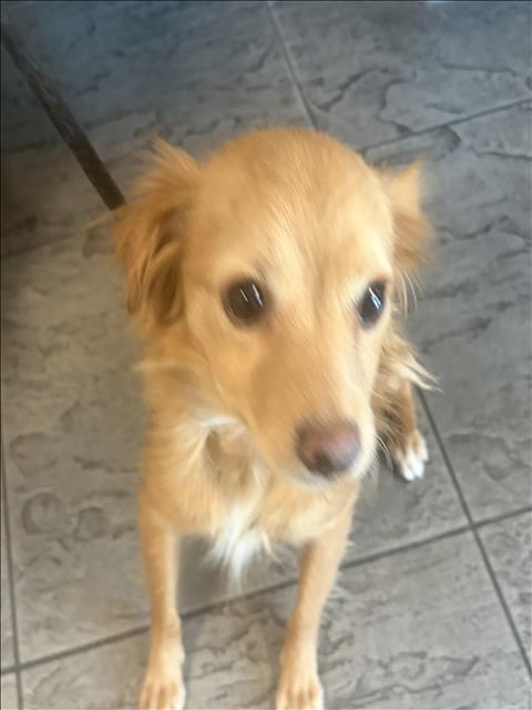 Shelter Stray Female Dog last seen , 11361 W Pico Blvd, Los Angeles, CA 90064, USA