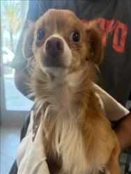 Shelter Stray Female Dog last seen , 11361 W Pico Blvd, Los Angeles, CA 90064, USA