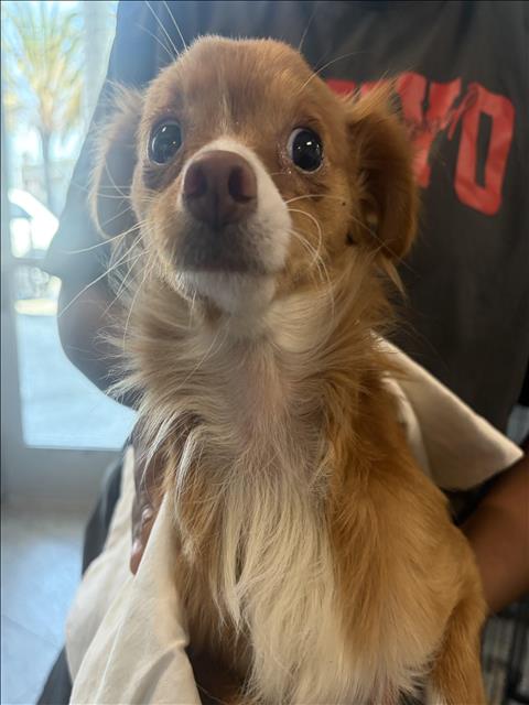 Shelter Stray Female Dog last seen , 11361 W Pico Blvd, Los Angeles, CA 90064, USA