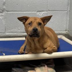 Shelter Stray Female Dog last seen LARKWOOD CIR NW, 4950 SW Triana Blvd, Huntsville, AL 35805, USA