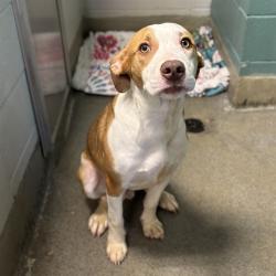 Shelter Stray Male Dog last seen STATE LINE/ OLD RAILROAD BED RD, 4950 SW Triana Blvd, Huntsville, AL 35805, USA
