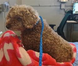 Shelter Stray Female Dog last seen , 600 Aviation Dr, Camarillo, CA 93010, USA