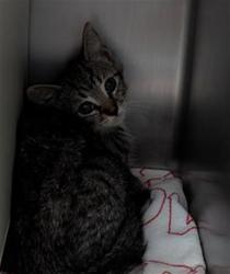 Shelter Stray Female Cat last seen , 600 Aviation Dr, Camarillo, CA 93010, USA