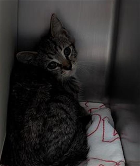 Shelter Stray Female Cat last seen , 600 Aviation Dr, Camarillo, CA 93010, USA
