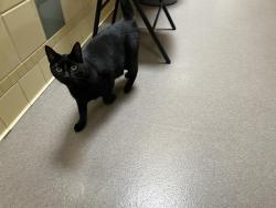 Shelter Stray Female Cat last seen Near BLOCK W BAYAUD AVE, DENVER CO 80223, 1241 W Bayaud Ave, Denver, CO 80223, USA