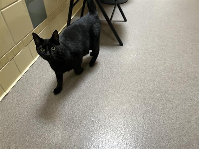 Shelter Stray Female Cat last seen Near BLOCK W BAYAUD AVE, DENVER CO 80223, 1241 W Bayaud Ave, Denver, CO 80223, USA