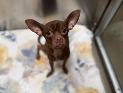 Shelter Stray Male Dog last seen W 6TH AVE & SHERIDAN BLVD LAKEWOOD CO 80214, 1241 W Bayaud Ave, Denver, CO 80223, USA