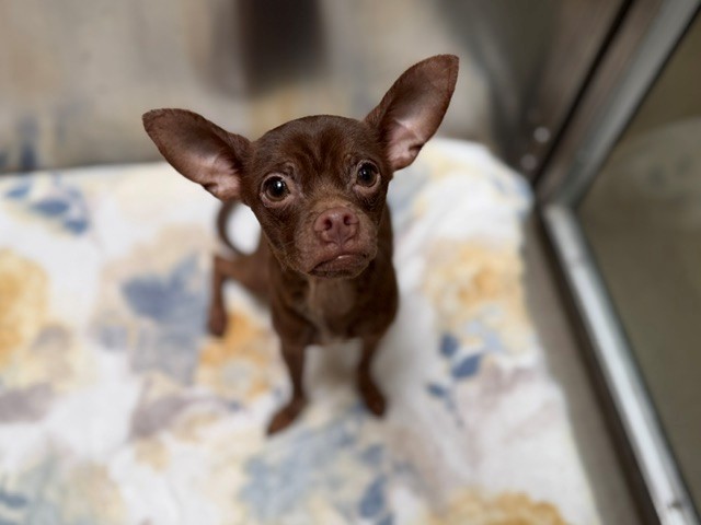Shelter Stray Male Dog last seen W 6TH AVE & SHERIDAN BLVD LAKEWOOD CO 80214, 1241 W Bayaud Ave, Denver, CO 80223, USA