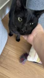 Reunited Male Cat last seen Cambridge Elementary, Vacaville, CA 95687