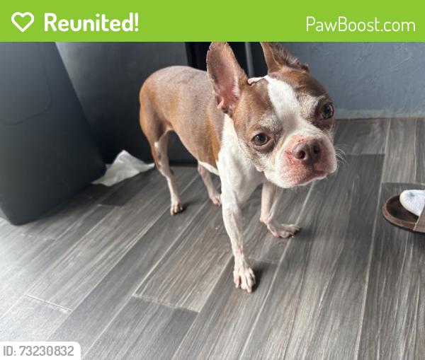 Reunited Male Dog last seen Dawnville arrowhead drive, Whitfield County, GA 30721
