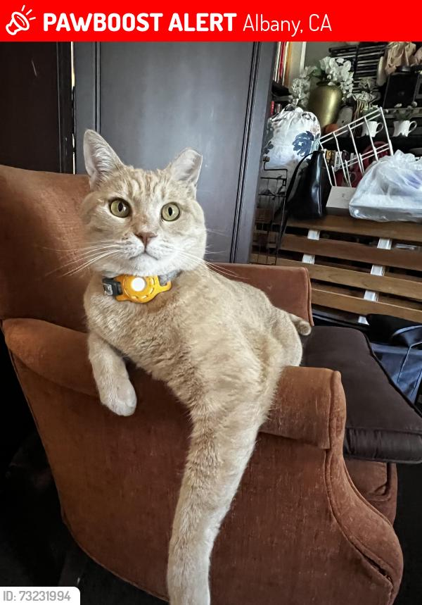 Lost Male Cat last seen West end way Albany, California, Albany, CA 94706