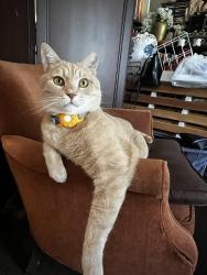 Lost Male Cat last seen West end way Albany, California, Albany, CA 94706