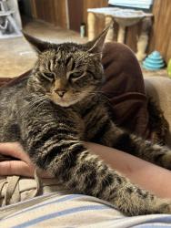 Lost Male Cat last seen White Oak Trailer Park, White Oak School, White Oak Grocery, White Oak, TX 75693