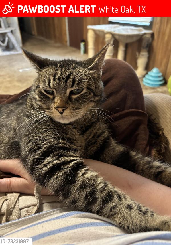Lost Male Cat last seen White Oak Trailer Park, White Oak School, White Oak Grocery, White Oak, TX 75693