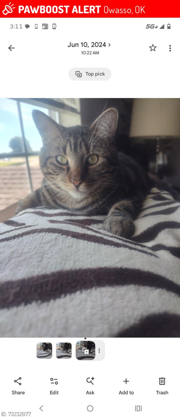 Lost Male Cat last seen Near Park 107 apmts, Owasso, OK 74055