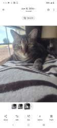 Lost Male Cat last seen Near Park 107 apmts, Owasso, OK 74055