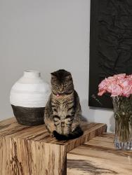 Lost Female Cat last seen Eastleigh Drive, Aledo, TX 76008