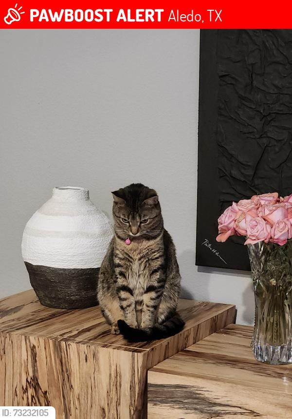 Lost Female Cat last seen Eastleigh Drive, Aledo, TX 76008