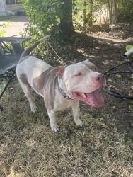 Found/Stray Male Dog last seen Hulen St and Foxfire, Fort Worth, TX 76133
