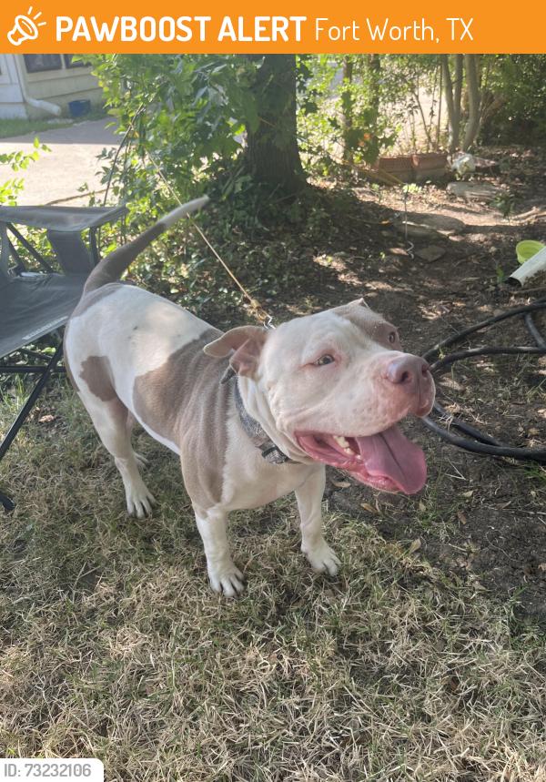Found/Stray Male Dog last seen Hulen St and Foxfire, Fort Worth, TX 76133