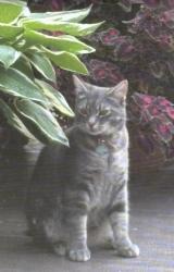 Lost Male Cat last seen SE Charjan St / 142nd Ave, Clackamas, OR 97015