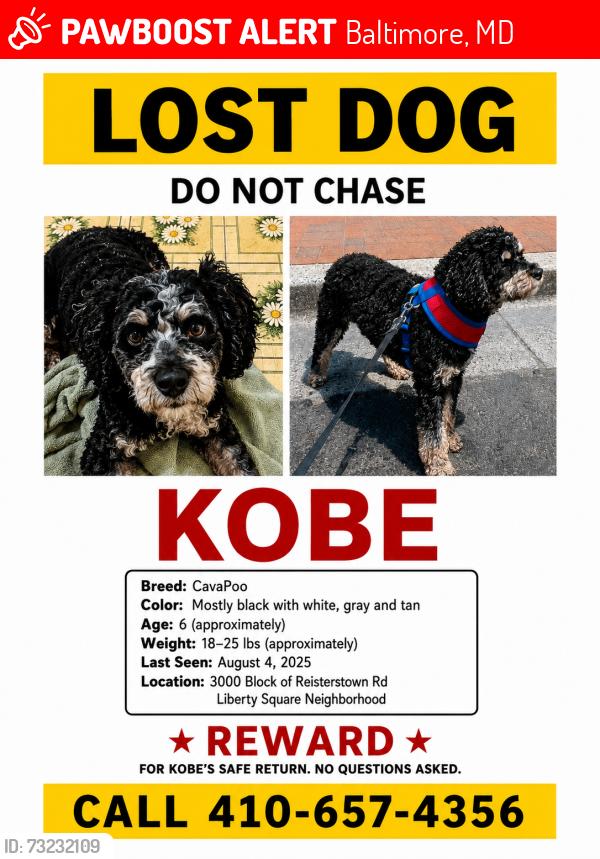 Lost Male Dog last seen Druid hill park, Baltimore, MD 21215