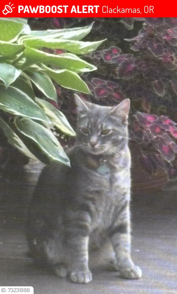 Lost Male Cat last seen SE Charjan St / 142nd Ave, Clackamas, OR 97015