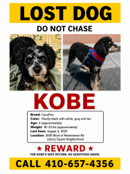 Lost Male Dog last seen Druid hill park, Baltimore, MD 21215