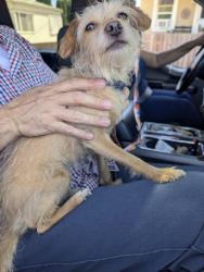 Reunited Female Dog last seen Near W Upland Ave, San Pedro, CA 90731, USA, Los Angeles, CA 90731